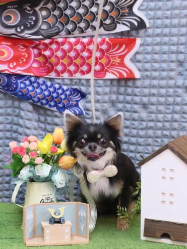 20230524らんまるちゃん